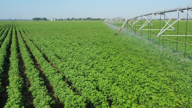 Irrigating cotton on flatland, Burleson County, Texas, USA