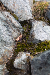Very small tree among moss and stones from above