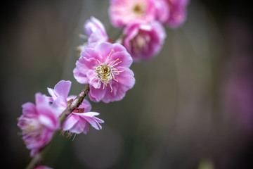 紅梅　初春　和風イメージ