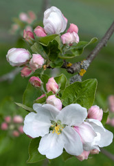Obraz premium Blühender Zweig eines Apfelbaums mit weißen Blüten und rosa Knospen in Nahaufnahme