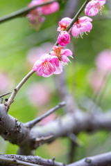 紅梅　初春　和風イメージ