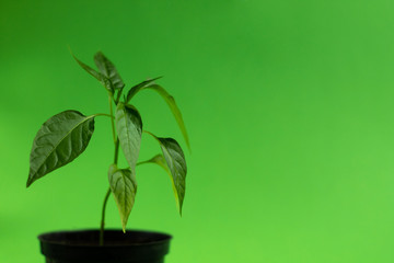 Fototapeta na wymiar Jalapeno sprout (Capsicum annuum) chili pepper in a pot isolated on light green background. Young plant side view.