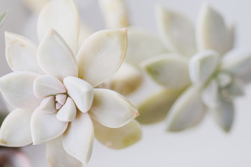 Fototapeta na wymiar Beautiful flower succulent on white background eheveria