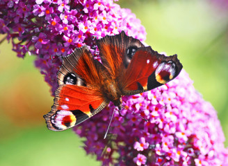 A close up or macro shot of a Peacock (Inachis io) or (Nymphalis io) Butterfly on a purple Buddleia davidii flower