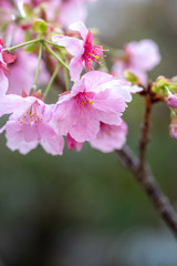 桜の花　春のイメージ
