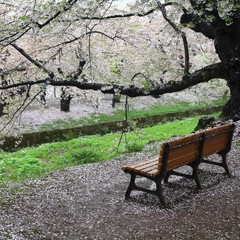 Hirosaki, Japan - cherry blossoms season