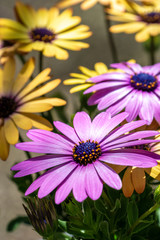 Obraz premium デイジーの花 春のイメージ