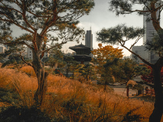 Beautiful Korean national building with autumn yellow leaves