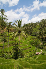 Fototapeta na wymiar Rice fields in Bali