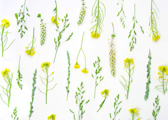 Fototapeta na wymiar Flowers composition. Wildflowers and herbs on a white background. Flat lay, top view