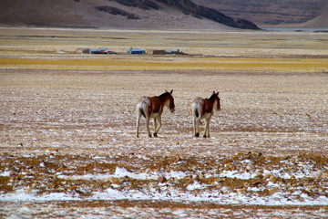 Two wild asses walking leisurely in the plateau pasture after snow