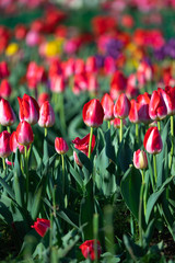 チューリップの花　春イメージ