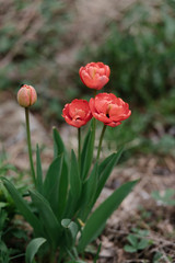 Fototapeta na wymiar Red tulip in the garden