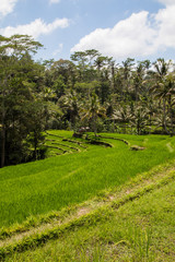 Rice fields in Bali