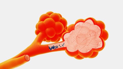 3d illustration alveoli in the context of the release of viruses and bacteria