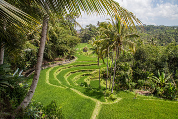 Rice fields in Bali