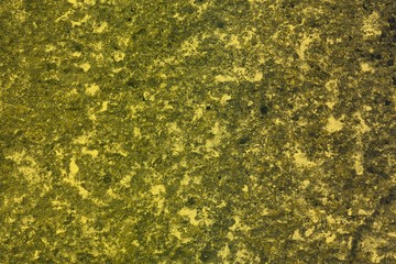 orange old scratched fungus on wall texture - cute abstract photo background