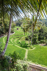 Rice fields in Bali