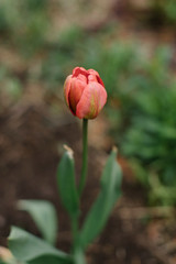 Red tulip in the garden