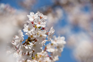 桜の花　春のイメージ