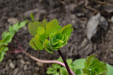 Foliage of young bushes in natural light