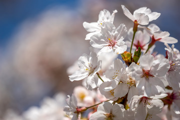 Fototapeta premium 桜の花 春のイメージ