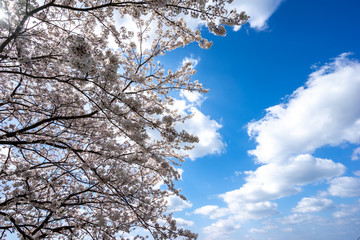 桜の花　春のイメージ