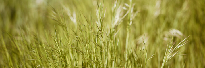 Fototapeta na wymiar Fresh green grass grow in a sunny spring day.