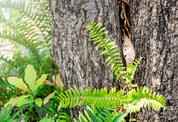 close-up of green fern plants in trunks of trees in outdoor, naturally greenery creeper growing climbing in the garden during summer at sunrise. Concept of gardening home, design, and quiet space home