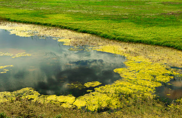 Dark water with a yellow flowering surface. Green lawn.