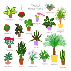 Colorful set of various potted tropical houseplants. Succulents, evergreen plants in planters. Flat style stock vector illustration