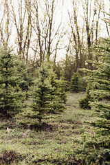 nursery of young firs, preparation for the new year, young Christmas trees grow in the nursery
