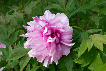 pink peony flower in Vienna's garden in may 2017