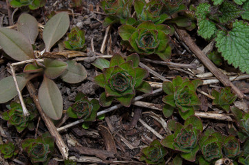 Green foliage after rain photo at dusk
