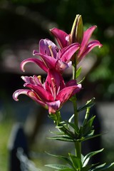 Blooming Lilies. Planting material. Perennial flowers. Blooming lilies in the flowerbed.