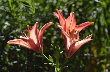 Blooming Lilies. Planting material. Perennial flowers. Blooming lilies in the flowerbed.