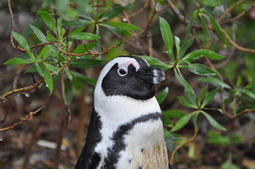 A Penguin near Cape town