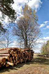 Spring landscape in Polesie - the southwestern region of Belarus in the Pripyat river valley.