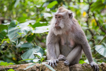 Monkey forest, ubub, Bali Island
