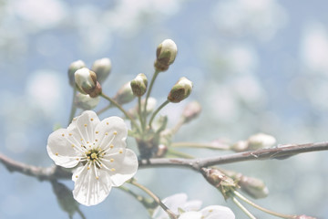 Cherry blossom in full bloom. Cherry flowers in small clusters on a cherry tree branch, fading in to white. Shallow depth of field. Focus on flower in foreground.