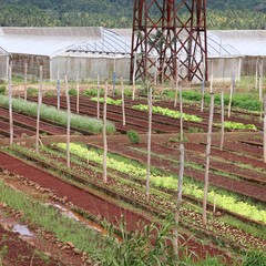 Agriculture in Cuba