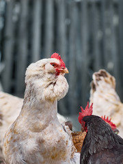 Free range chicken on a farm.