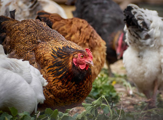 Free range chicken on a farm.