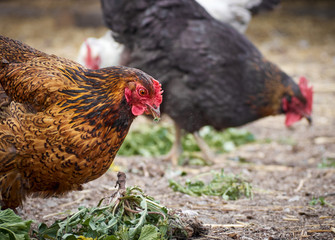 Free range chicken on a farm.