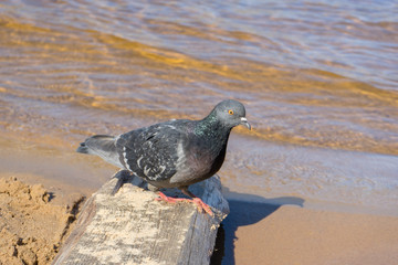 wild dove on bank river. pigeon with bright orange eye, grey-black bill and purplish-red feet