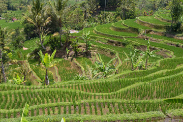 Rice fields in Bali