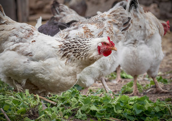 Free range chicken on a farm.