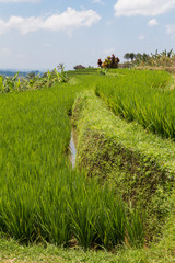 Rice fields in Bali