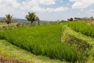 Rice fields in Bali