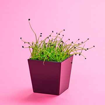 Microgreens sprouts in black pot on pink background. Minimal design. Vegan micro onion green shoots. Growing sprouted onion seeds, microgreens